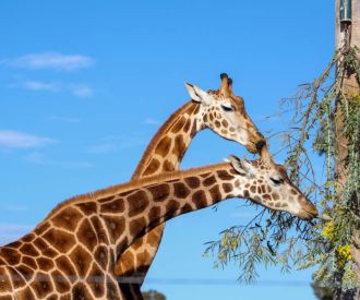 Hunter Valley Wildlife Park