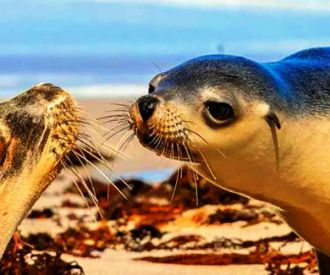 Kangaroo Island